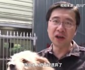 男子与巨型宠物水牛奶糖的温馨故事：重达四五百斤，性格温顺有灵性