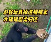 大猩猩帮游客捡回手机还放进筐，网友称赞其“职业素养”