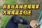 大猩猩帮游客捡回手机还放进筐，网友称赞其“职业素养”