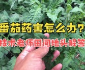 番茄孵化器揭秘：有效策略防止游戏玩家流失