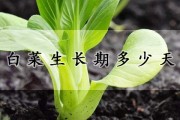 韩国泡菜危机：气温上升威胁白菜生产